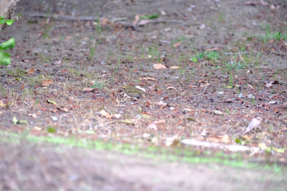 Olive-backed Pipit - ML644175850