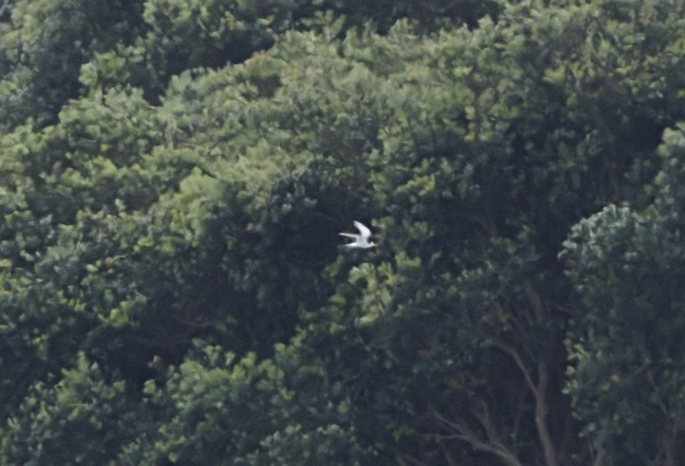 Australian Fairy Tern - ML644175854