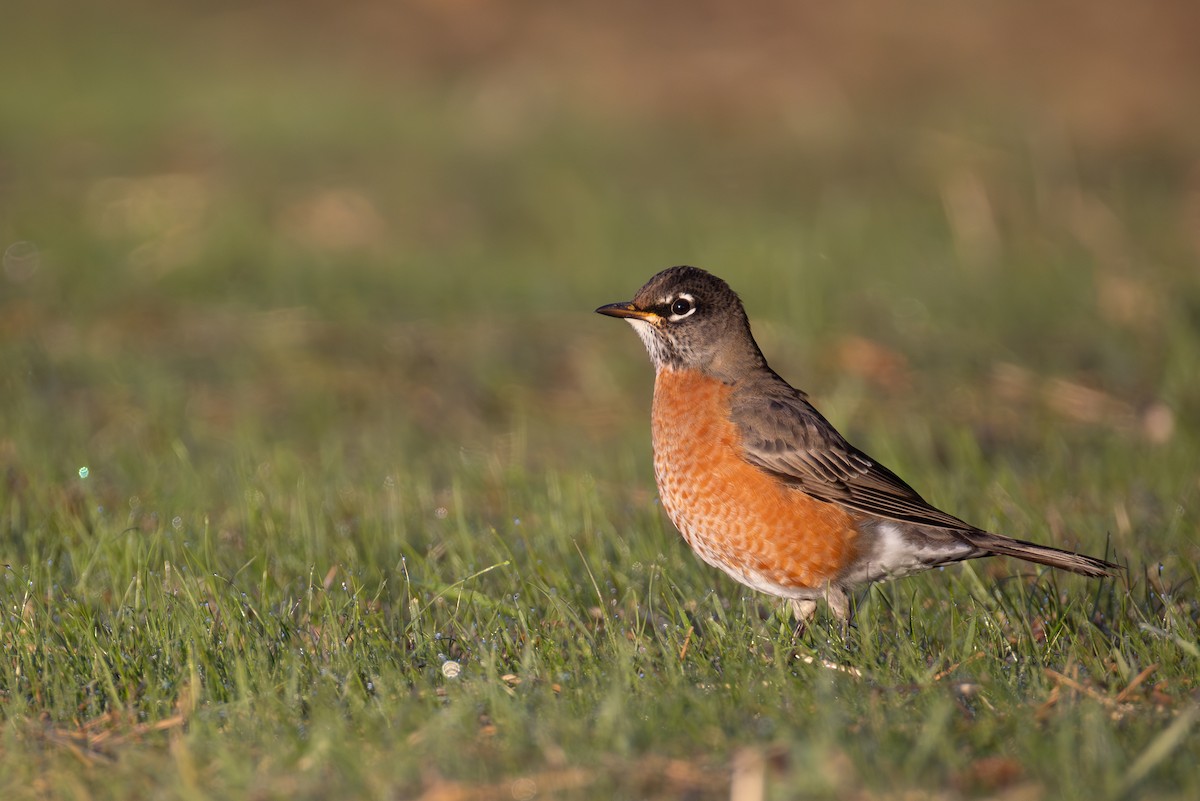 American Robin - ML644175857