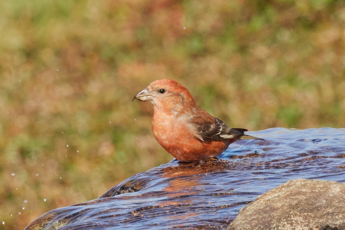 Гацуурын солбин хошуут - ML644175863