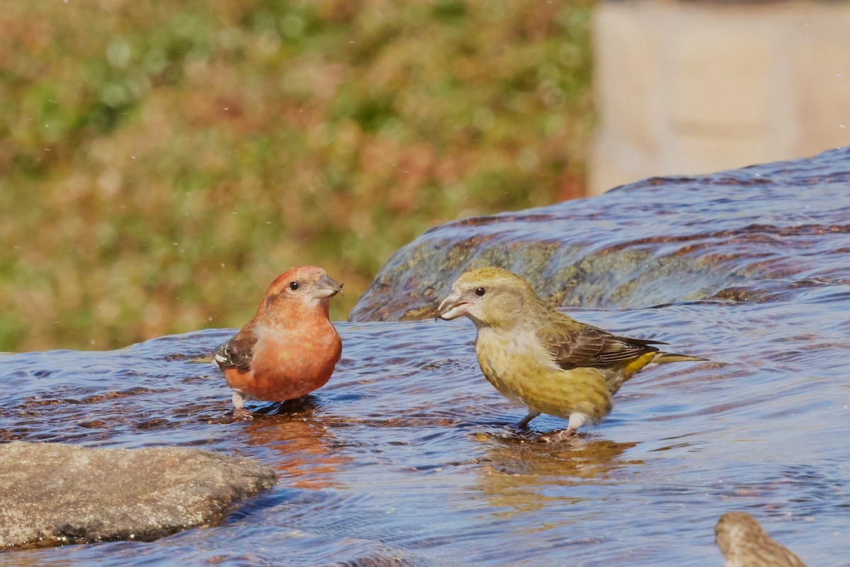 Гацуурын солбин хошуут - ML644175865