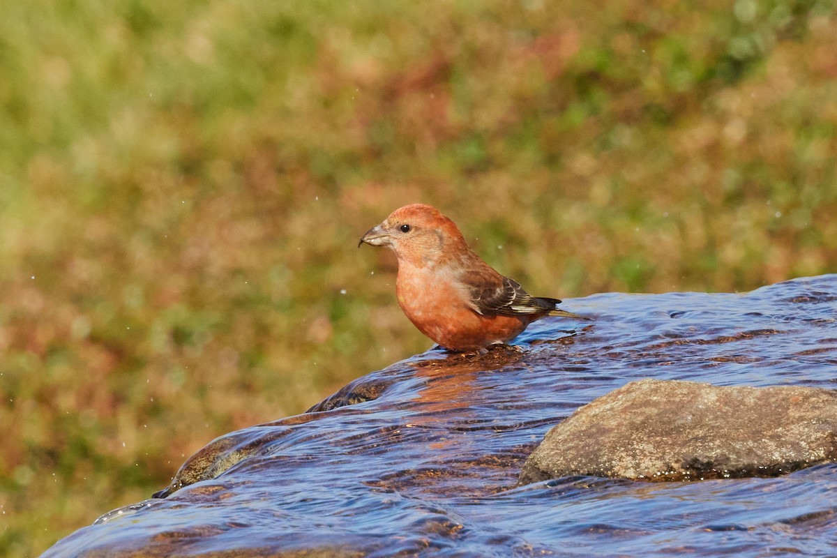 Гацуурын солбин хошуут - ML644175866