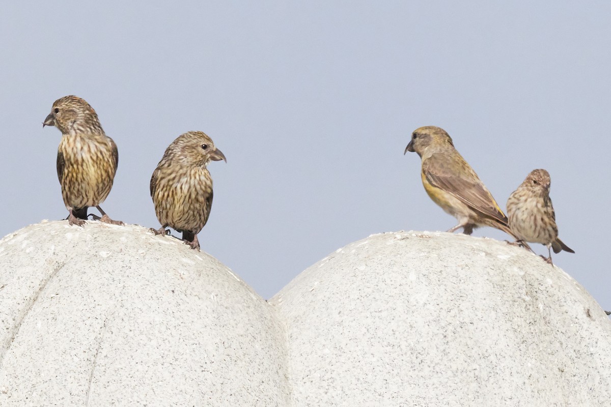 Гацуурын солбин хошуут - ML644175867