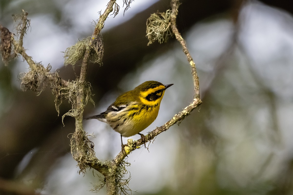 Townsend's Warbler - ML644175877