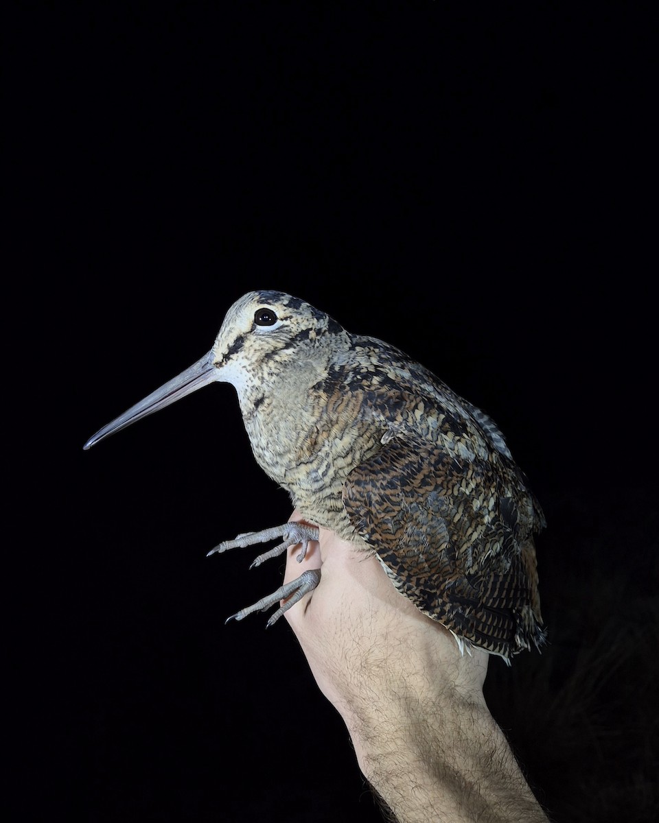 Eurasian Woodcock - ML644175897