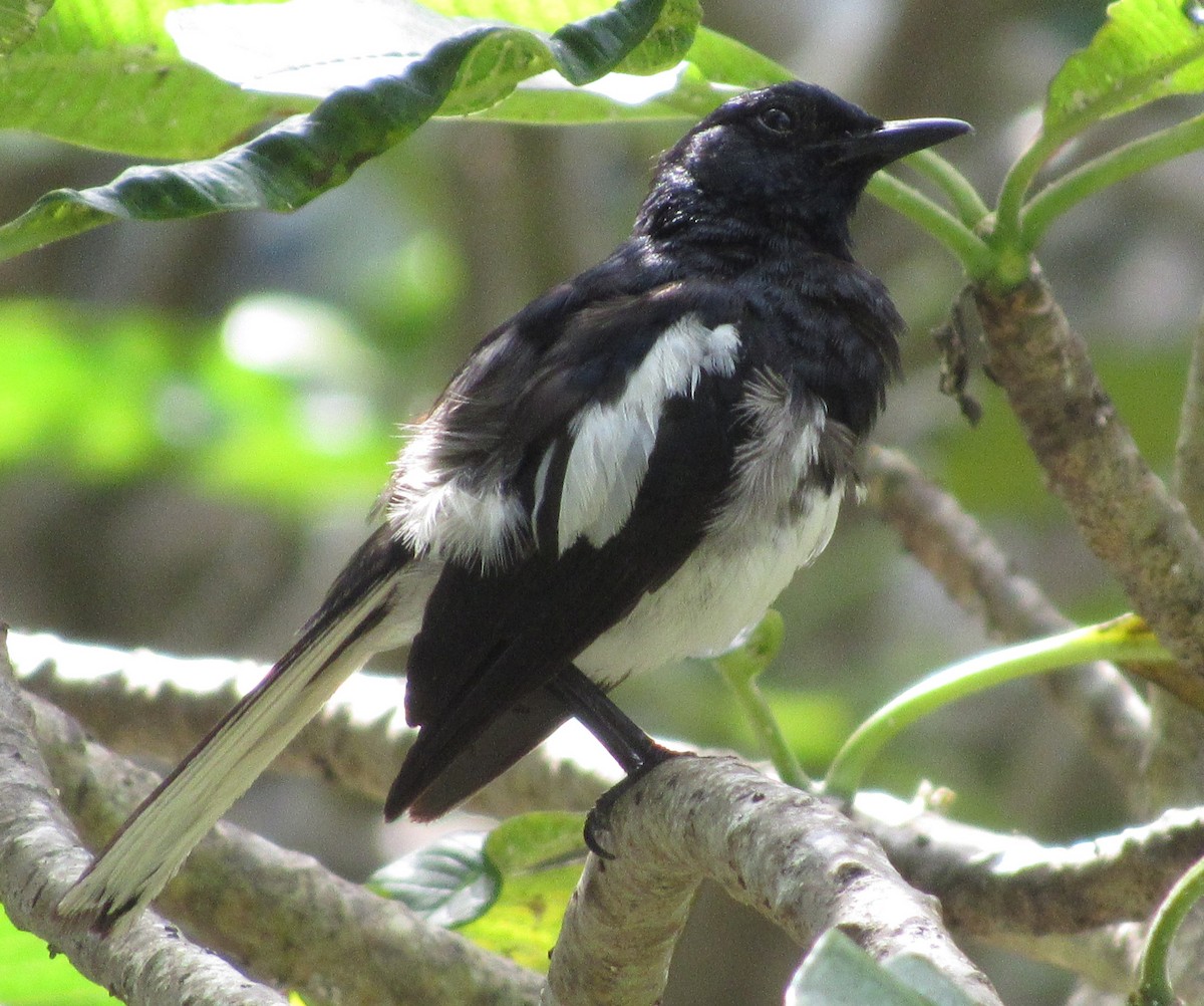 Oriental Magpie-Robin - ML644175898