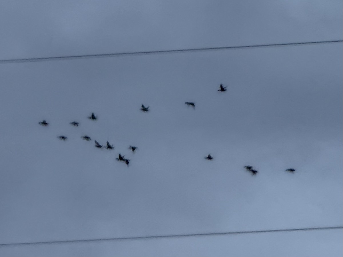 Wood Duck - ML644175900