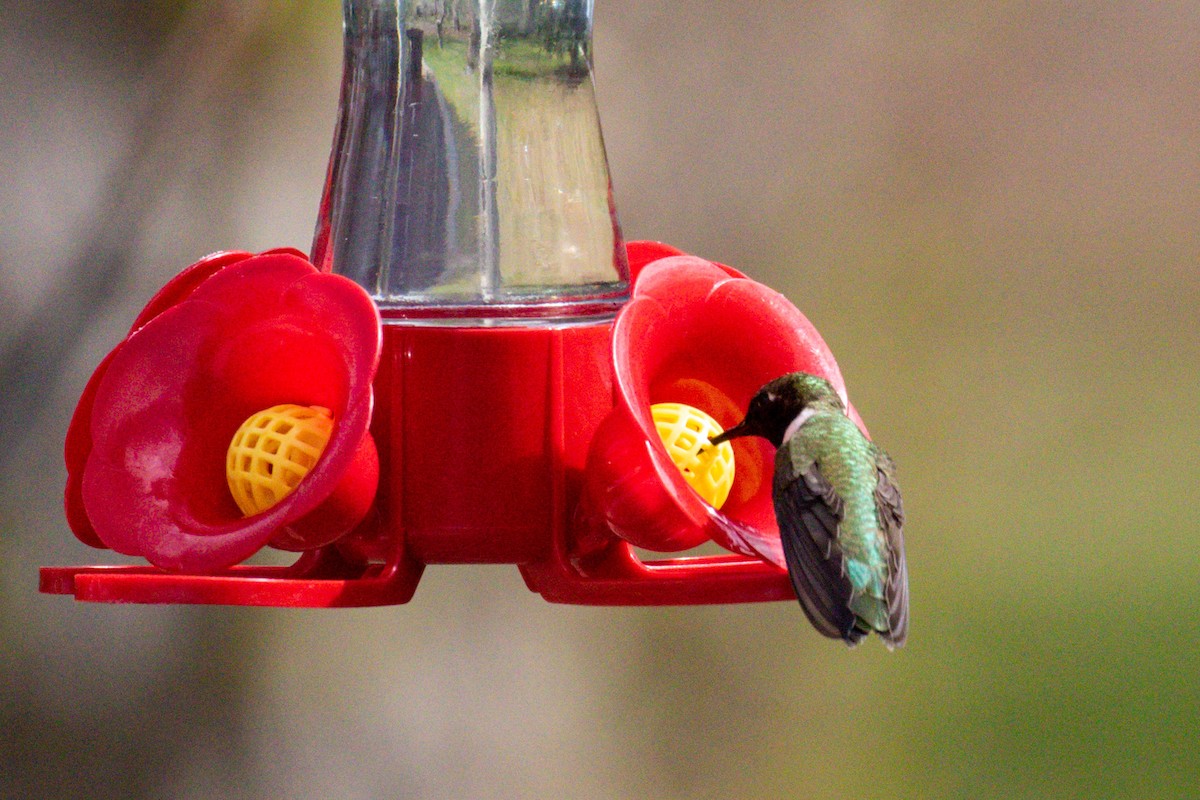 svartstrupekolibri - ML644175913