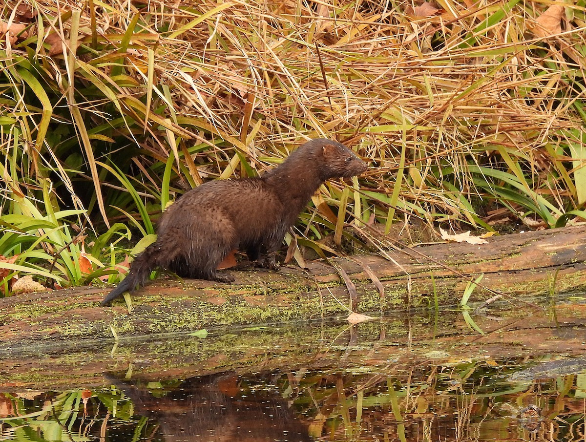 Animals - ML644175919