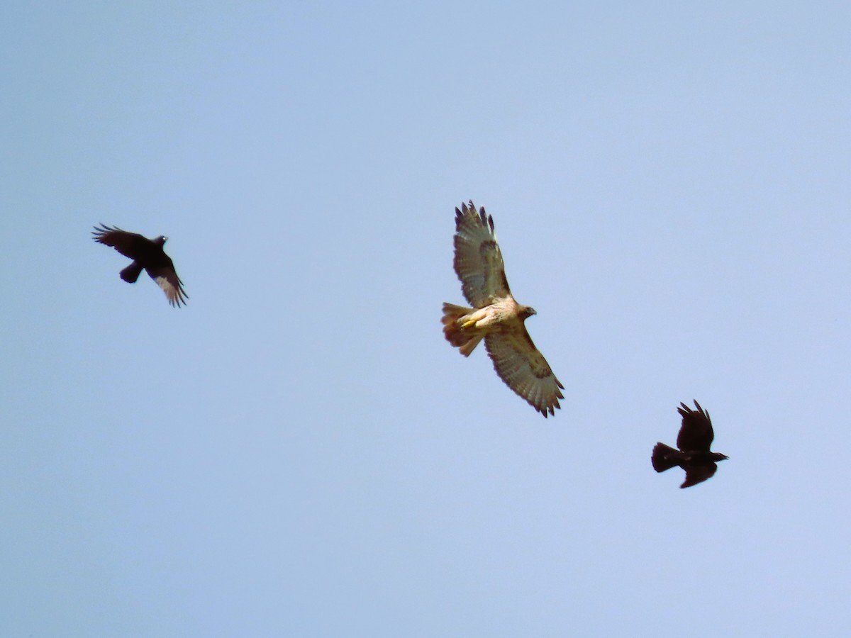 Red-tailed Hawk - ML644175942