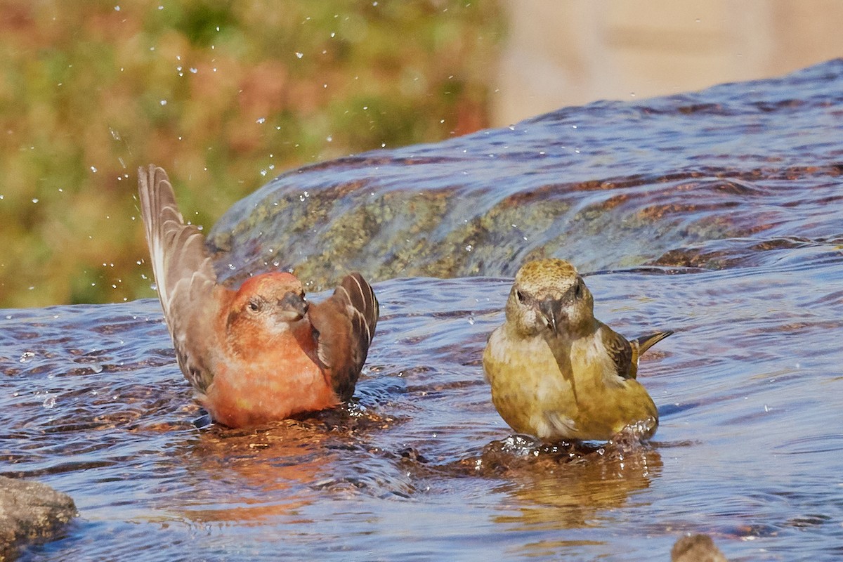 Гацуурын солбин хошуут - ML644175946