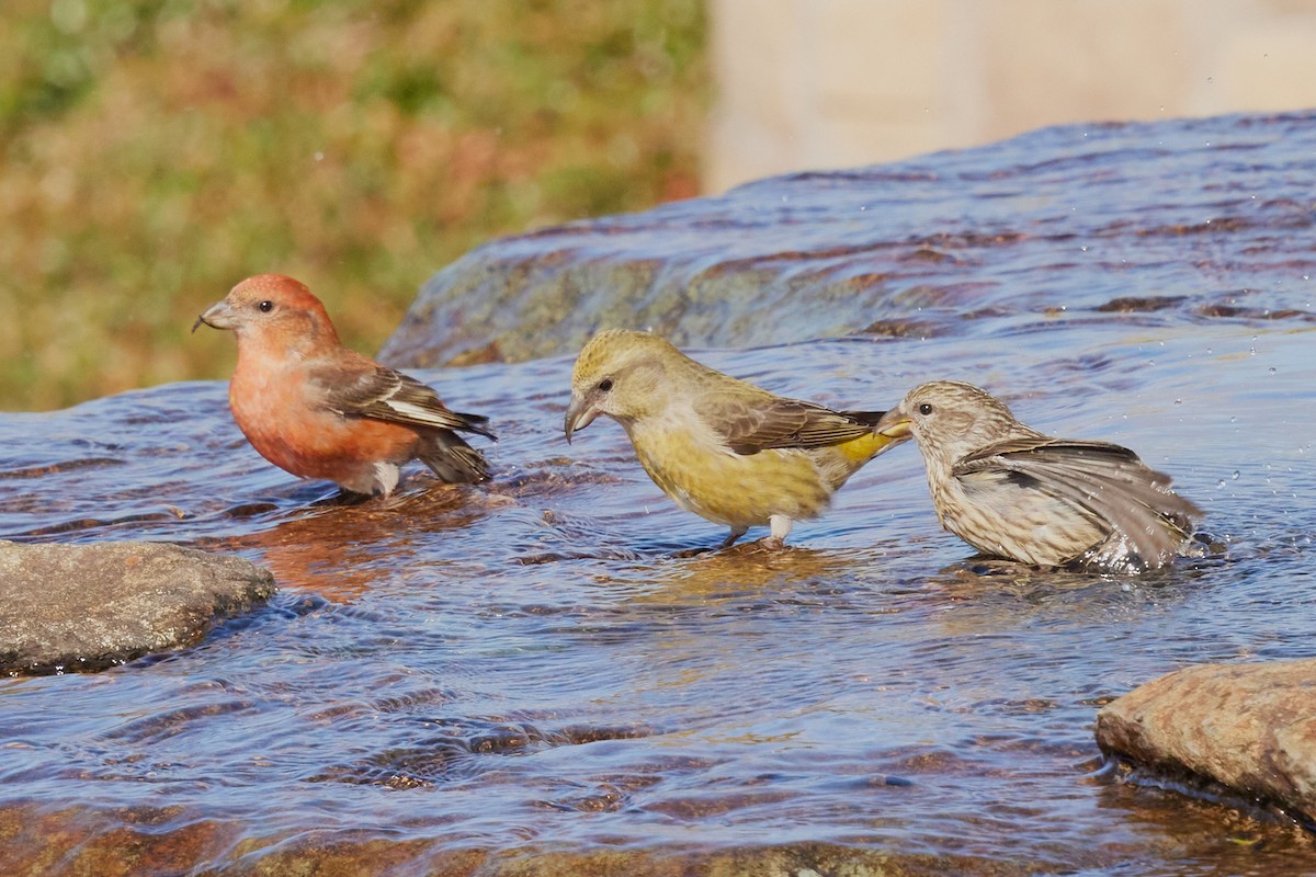 Гацуурын солбин хошуут - ML644175949