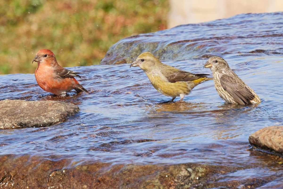 Гацуурын солбин хошуут - ML644175950