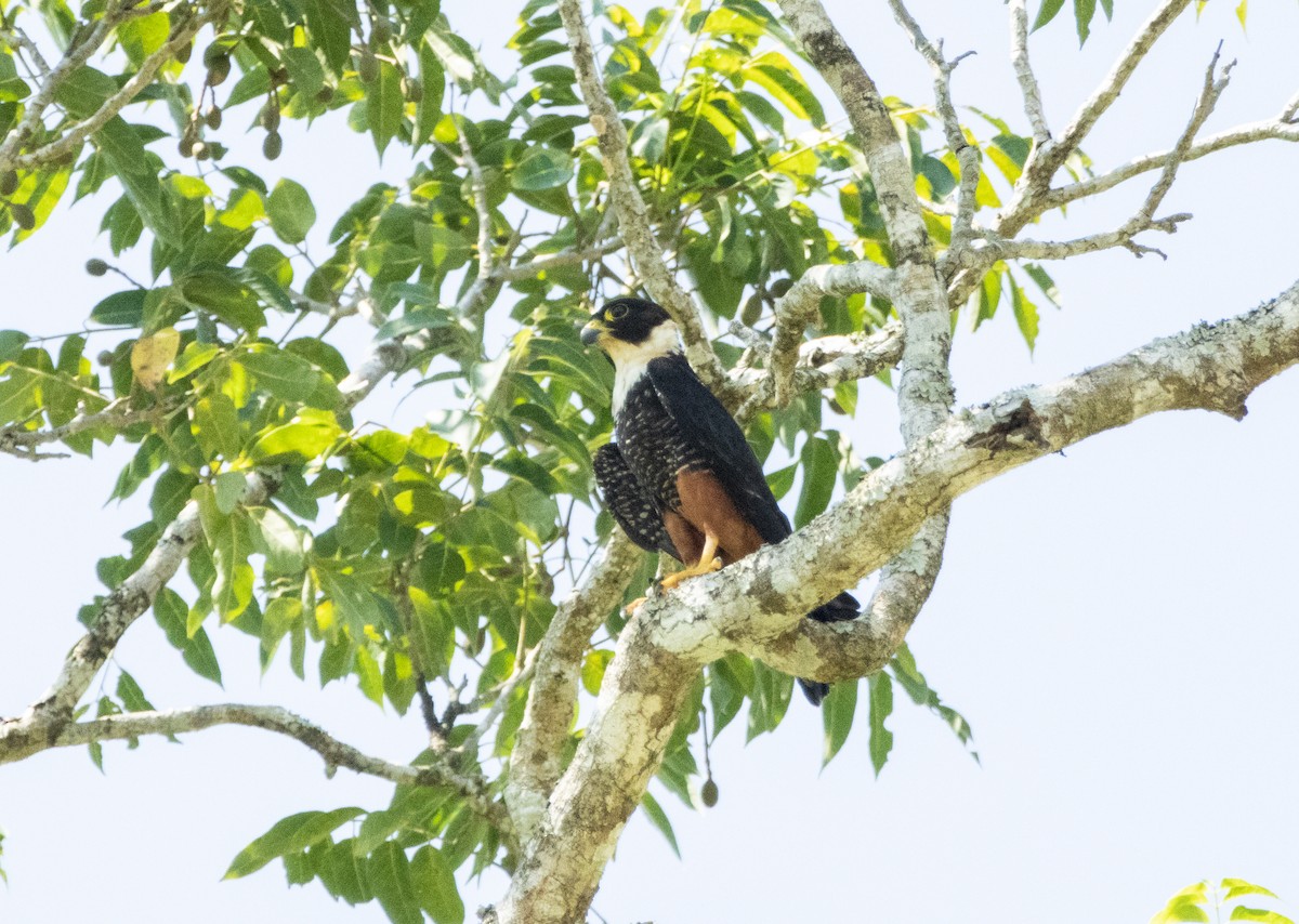 Bat Falcon - ML644175961