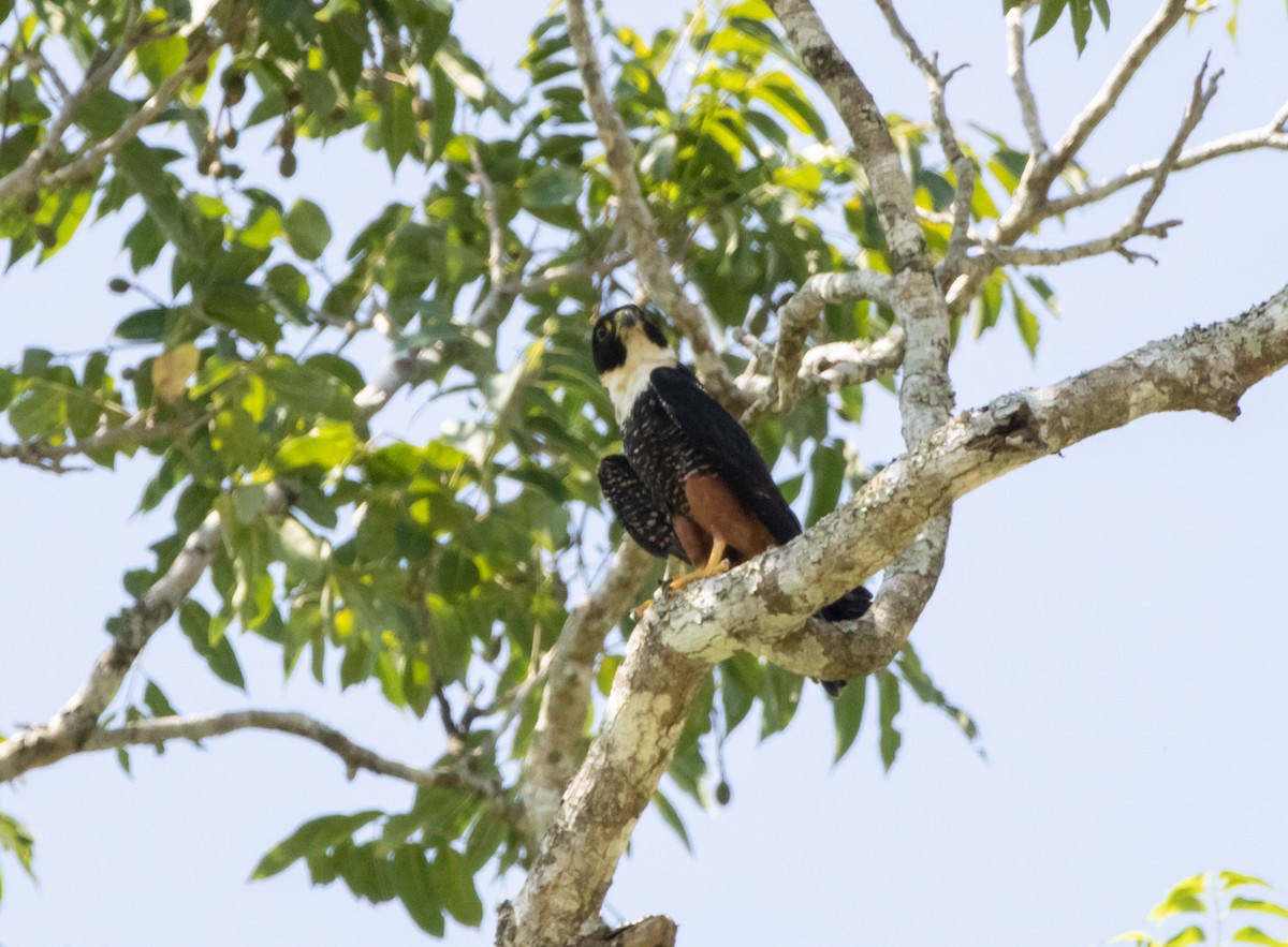 Bat Falcon - ML644175962