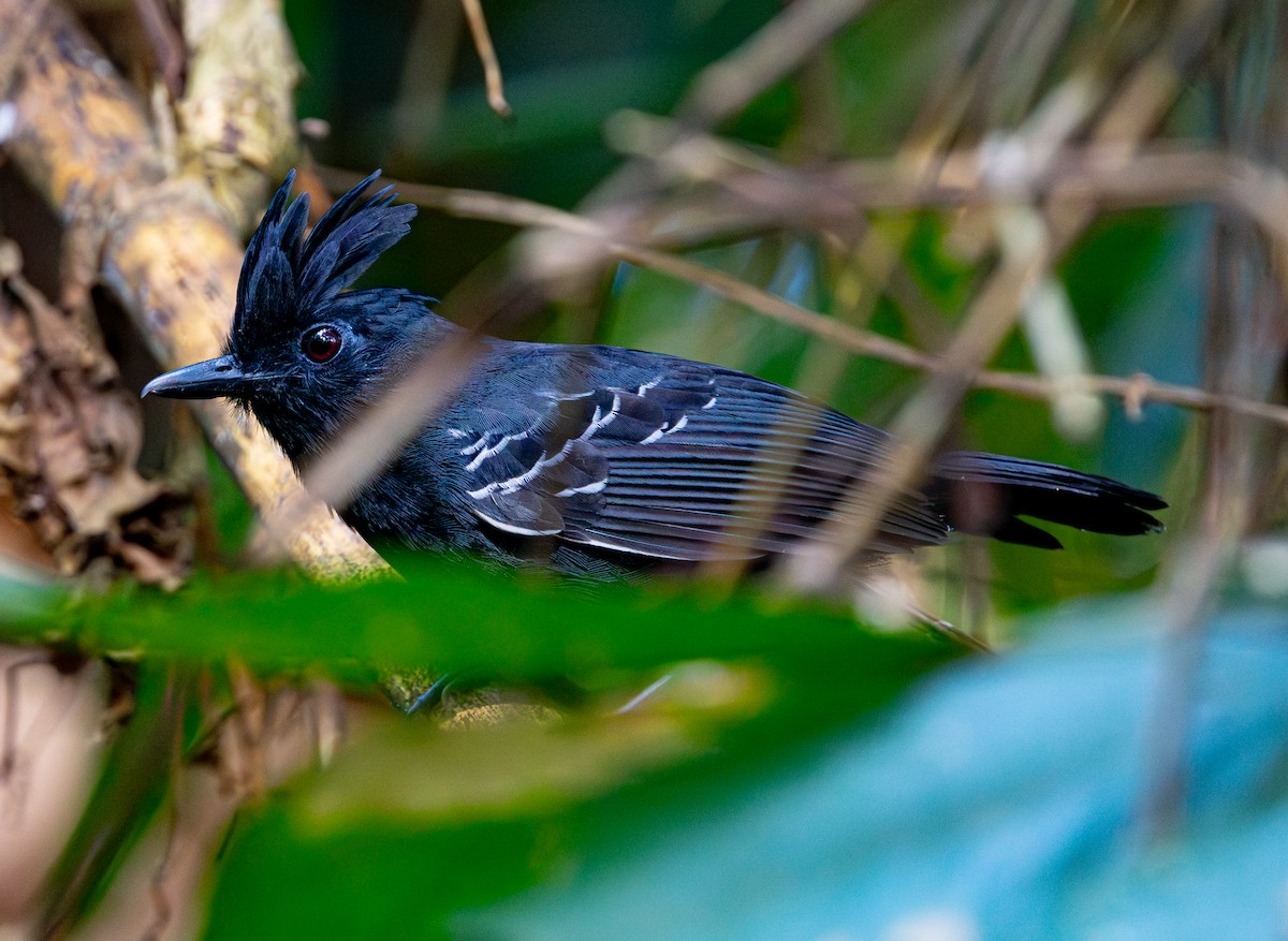 Alapi huppé - ML644175968