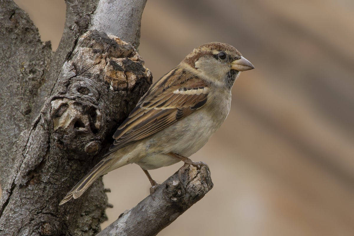 Italian Sparrow - ML644175969