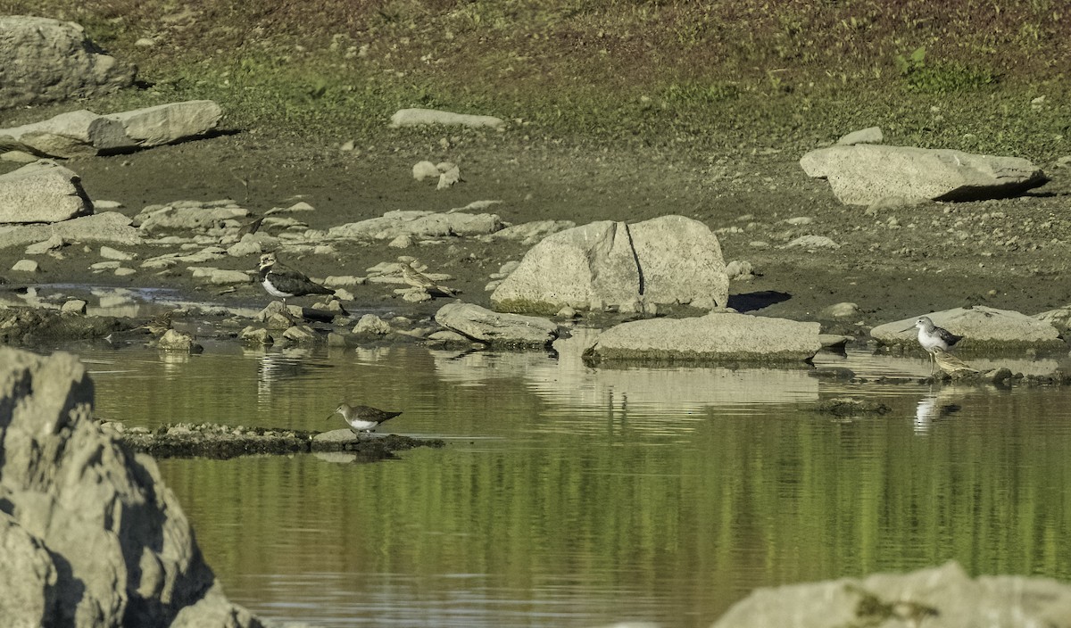 vodouš kropenatý - ML644175977