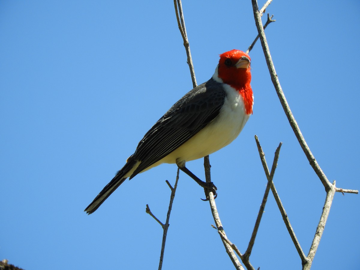 Red-crested Cardinal - ML644175981