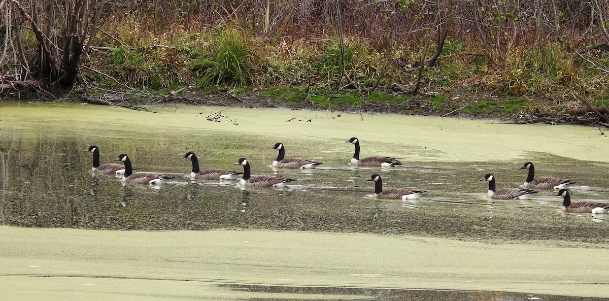 Canada Goose - ML644175982