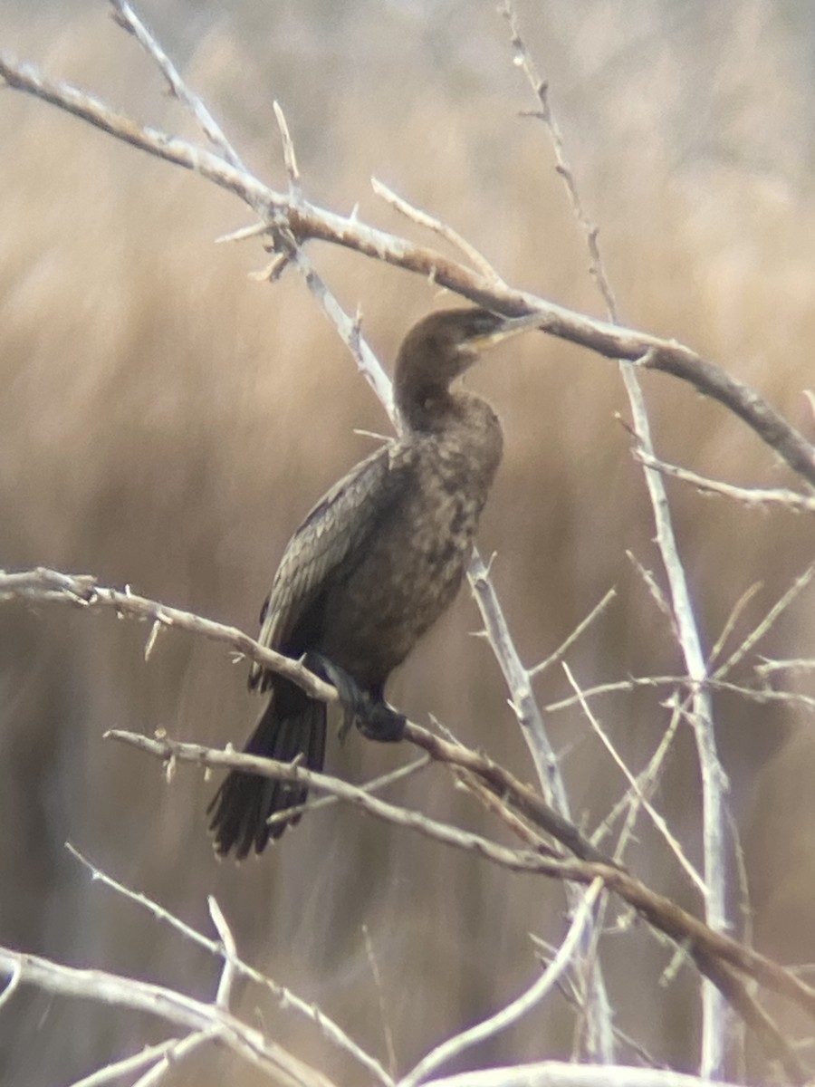 Neotropic Cormorant - ML644176005