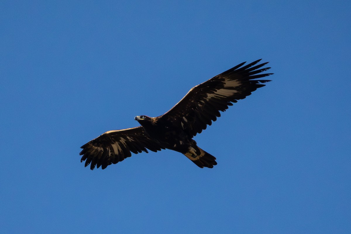 Golden Eagle - ML644176012