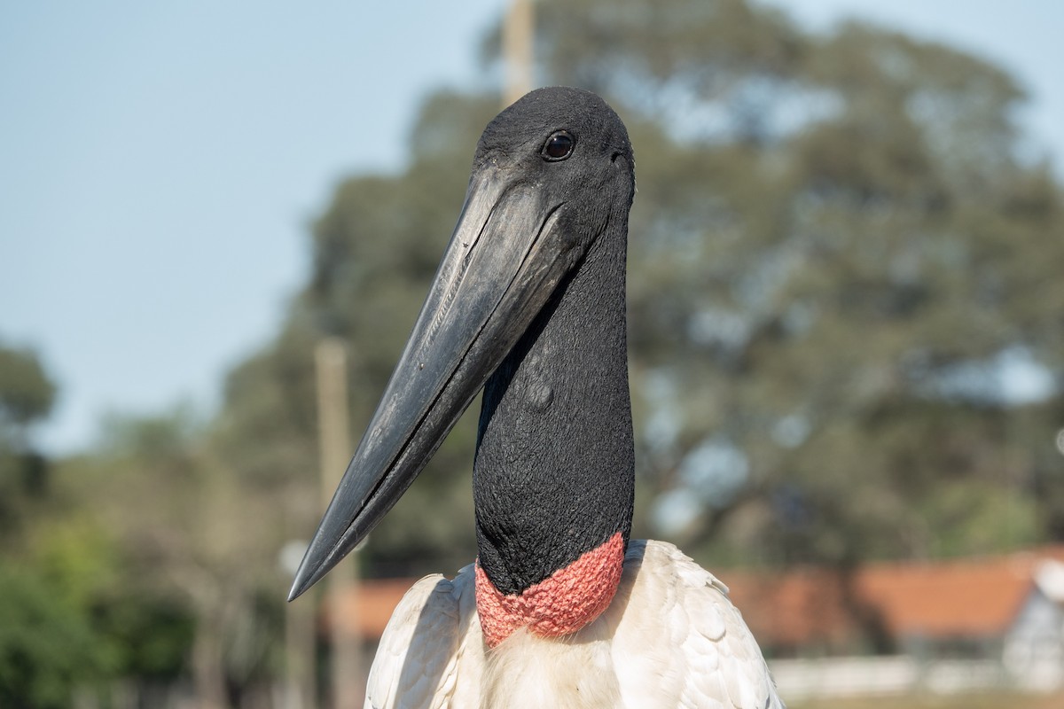 Jabiru - ML644176020