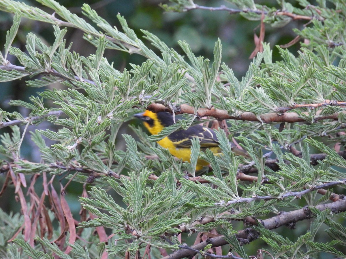 Tejedor Baglafecht - ML644176031