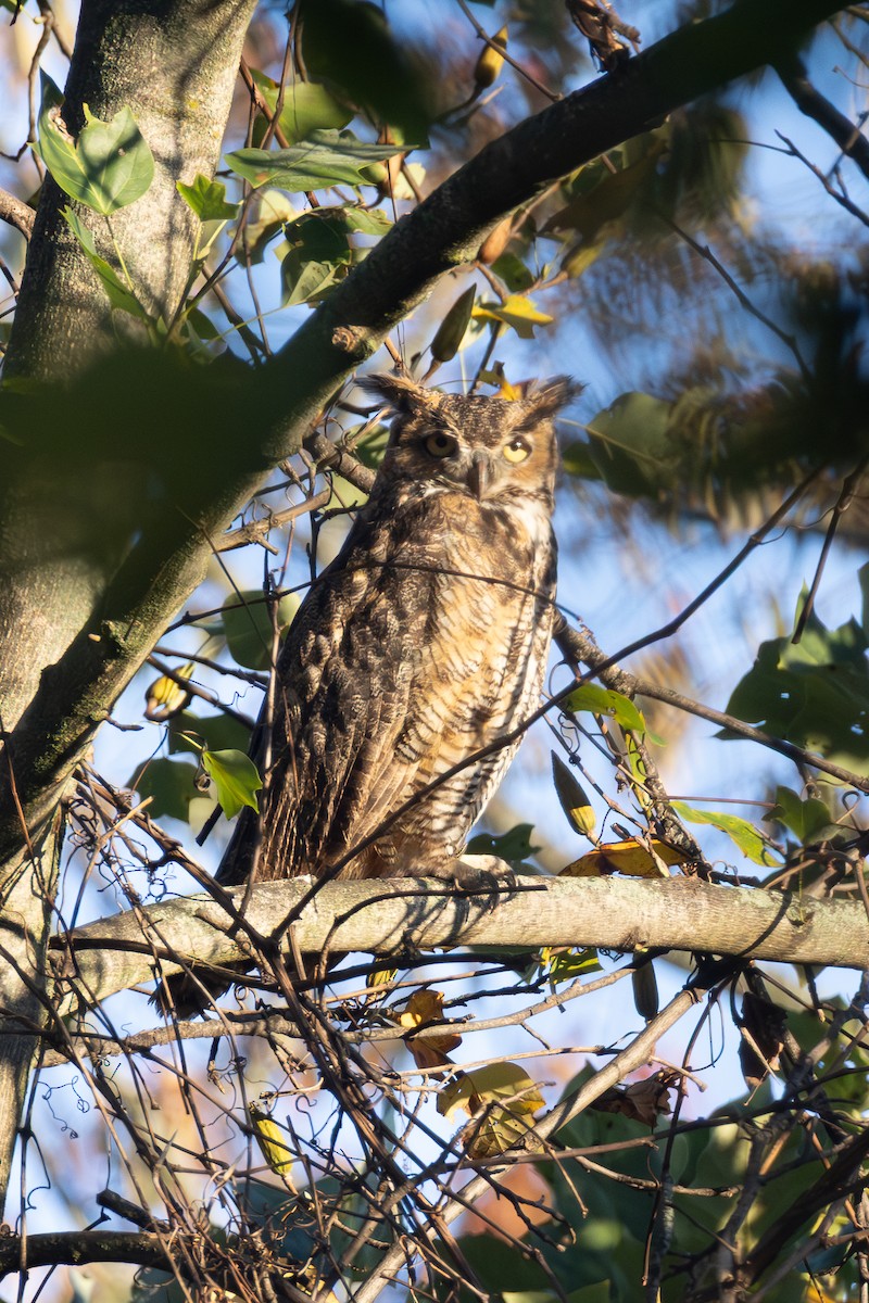 Great Horned Owl - ML644176038