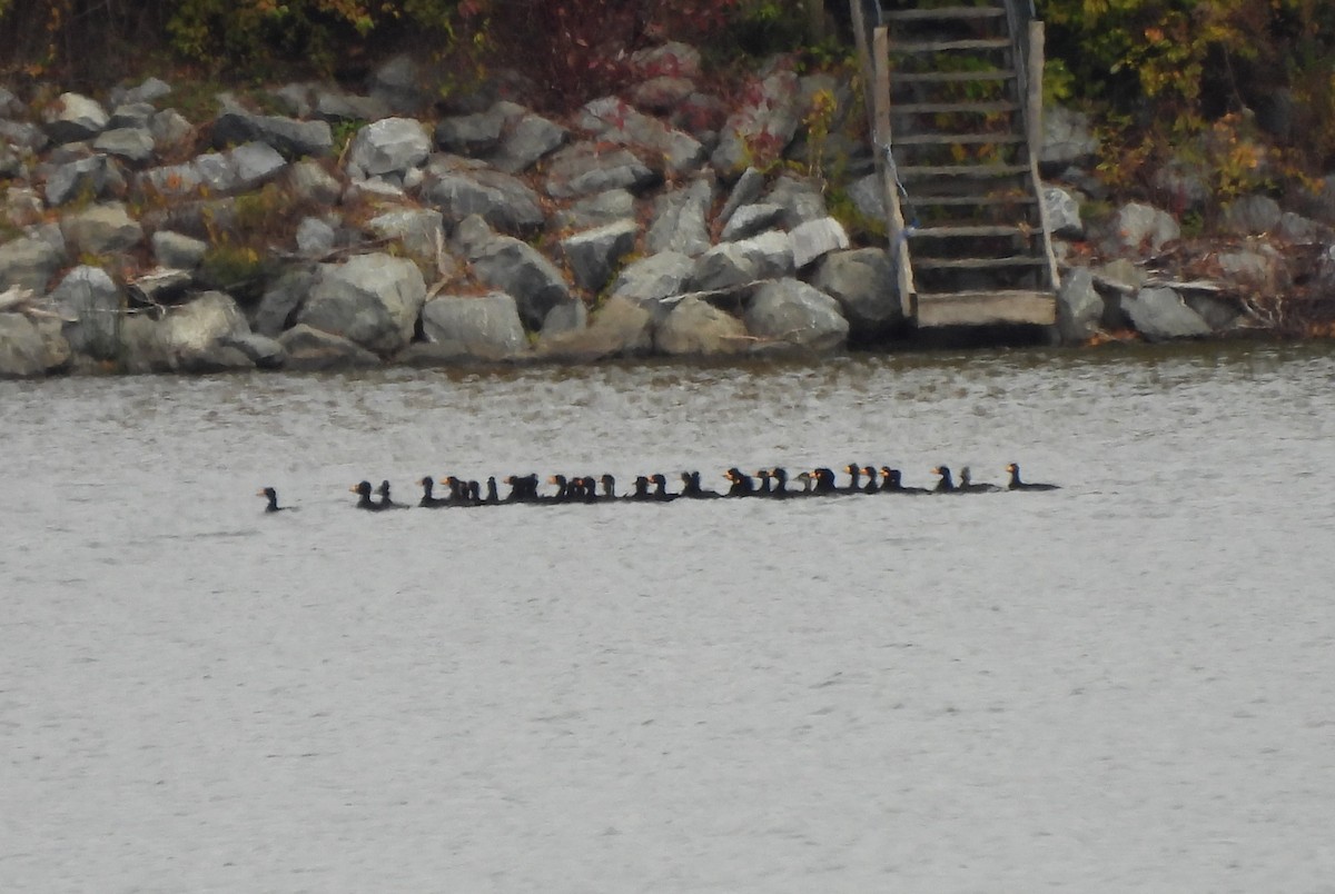 Black Scoter - ML644176055