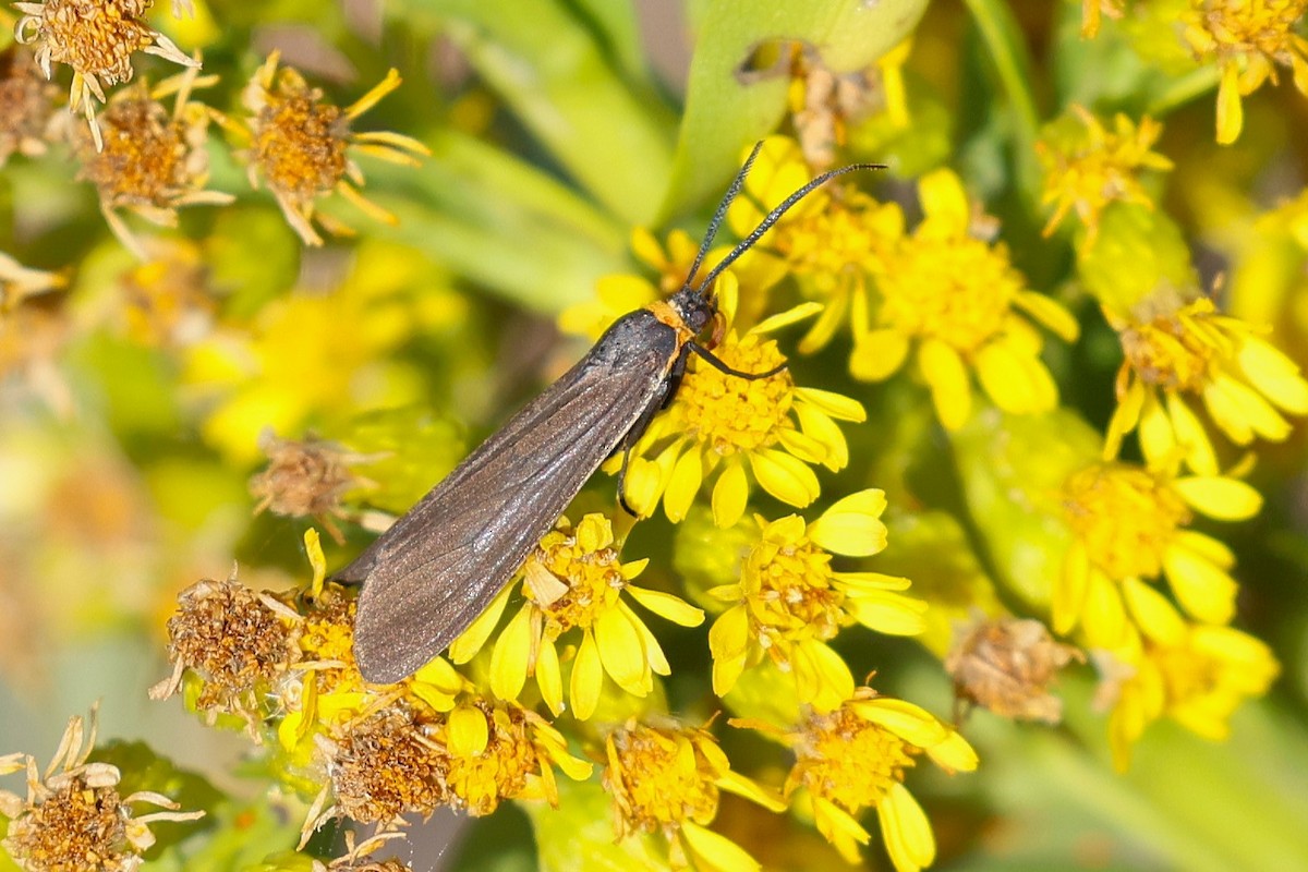 Yellow-collared Scape Moth - ML644176069