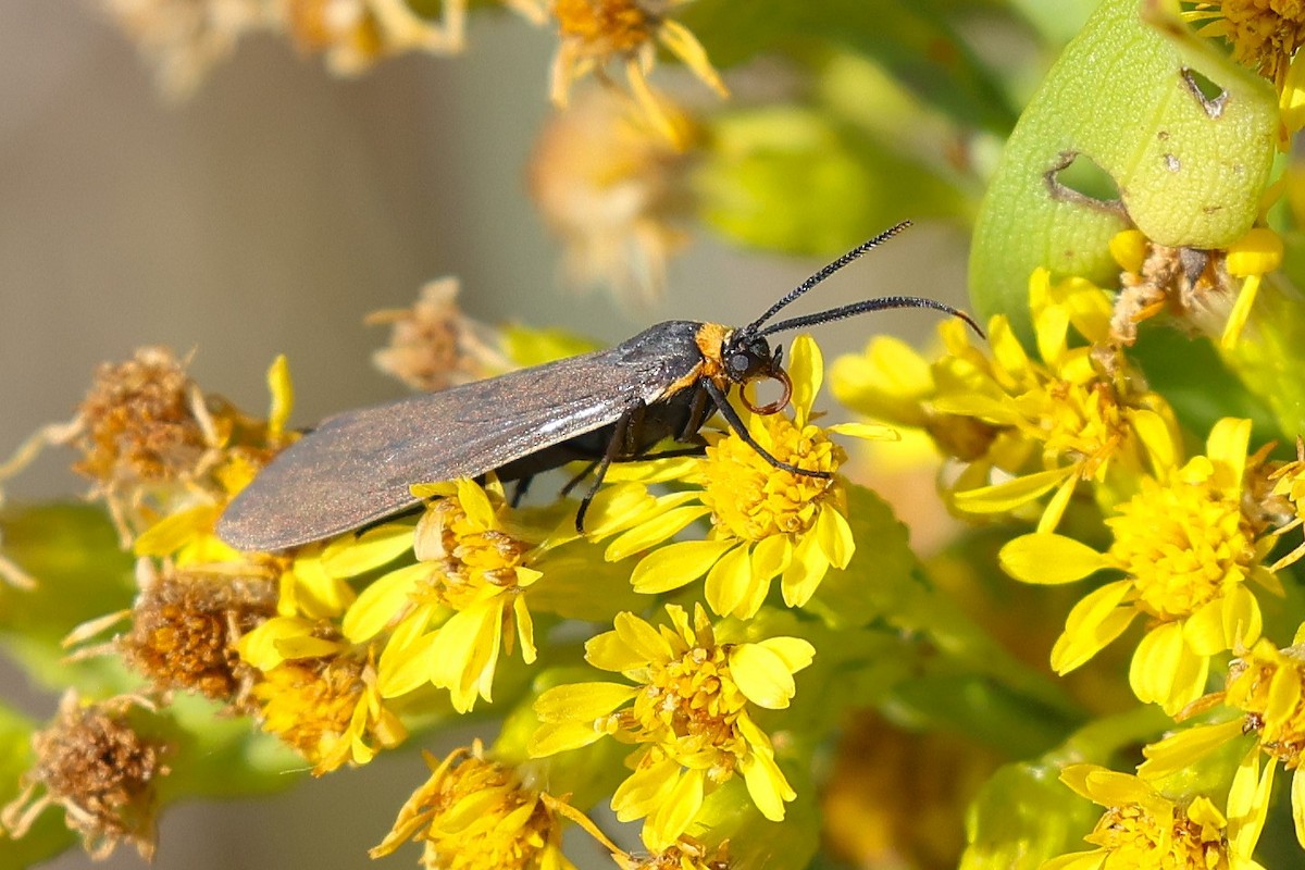 Yellow-collared Scape Moth - ML644176070