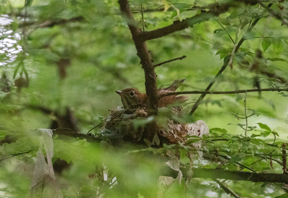 Wood Thrush - ML644176075