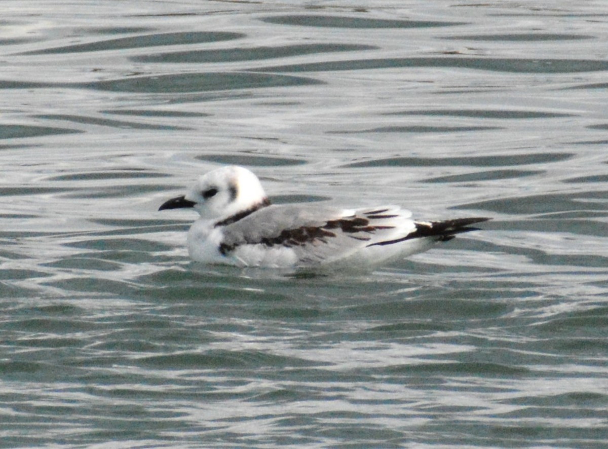Black-legged Kittiwake - ML644176098