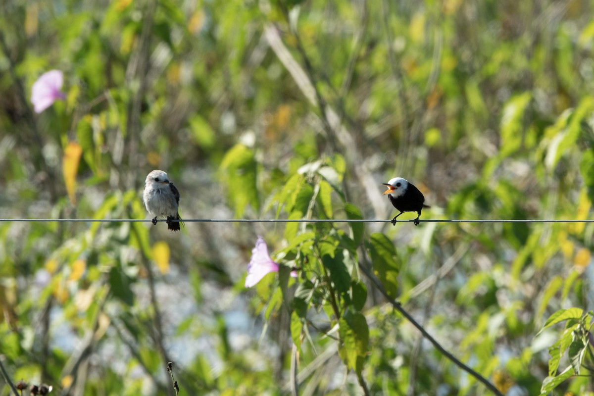 White-headed Marsh Tyrant - ML644176102