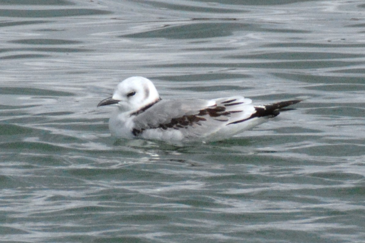 Black-legged Kittiwake - ML644176103