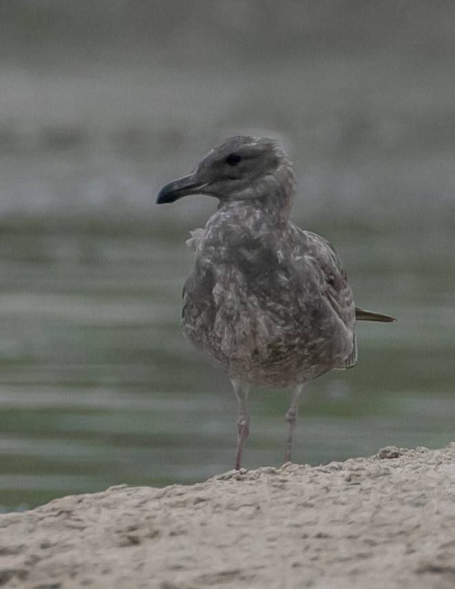 Western Gull - ML644176107