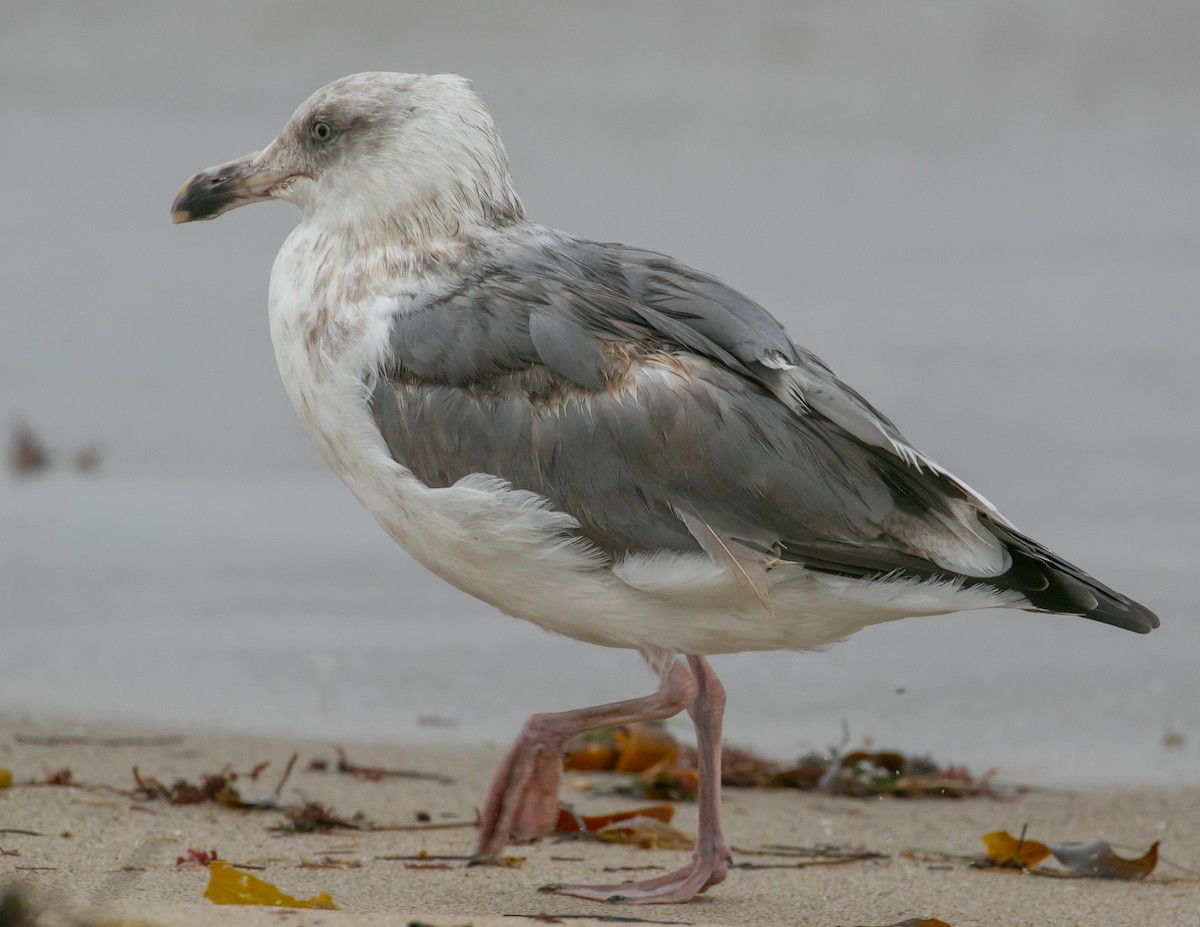 Western Gull - ML644176108