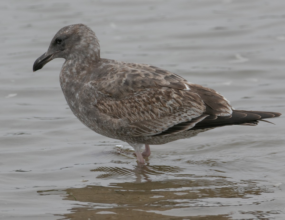 Western Gull - ML644176109