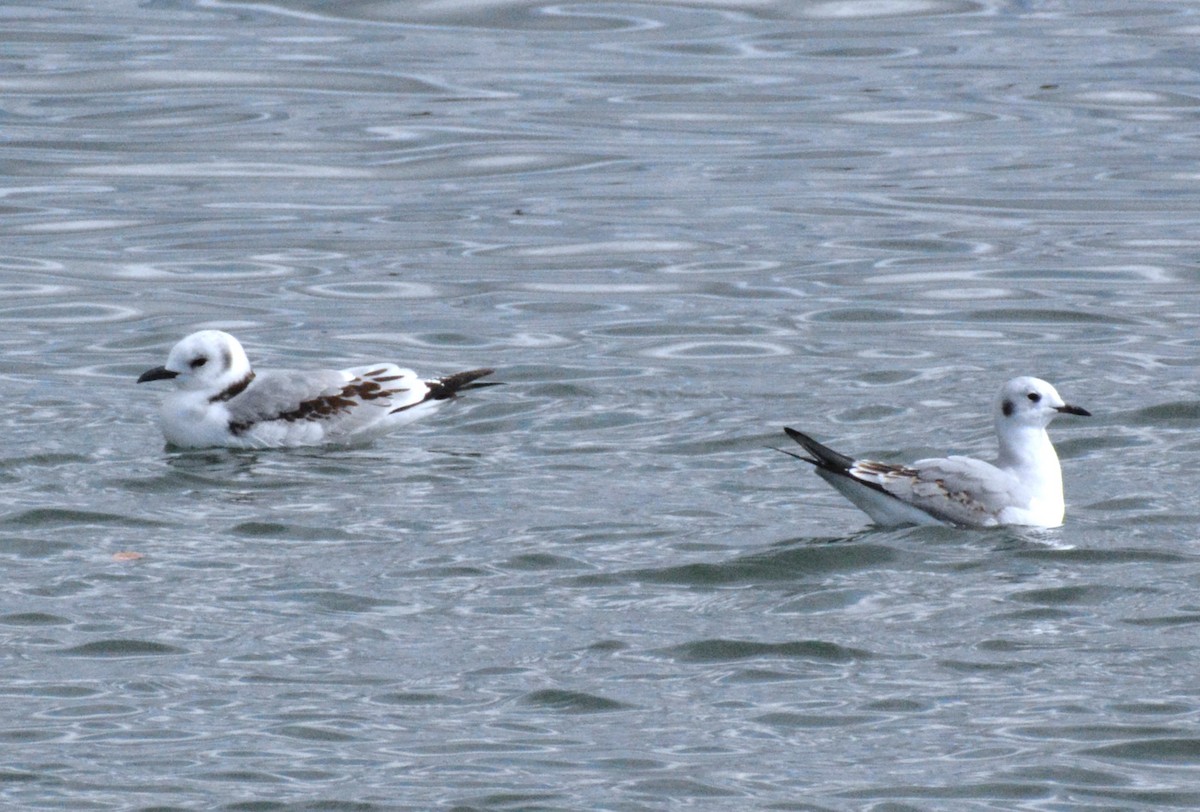 Black-legged Kittiwake - ML644176111