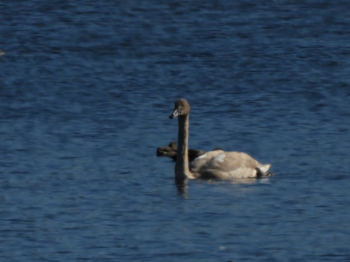Trumpeter Swan - ML644176119