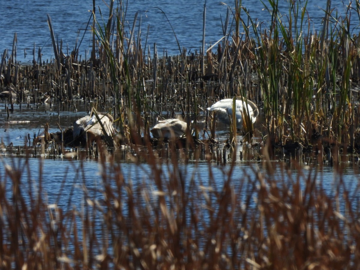 Trumpeter Swan - ML644176122