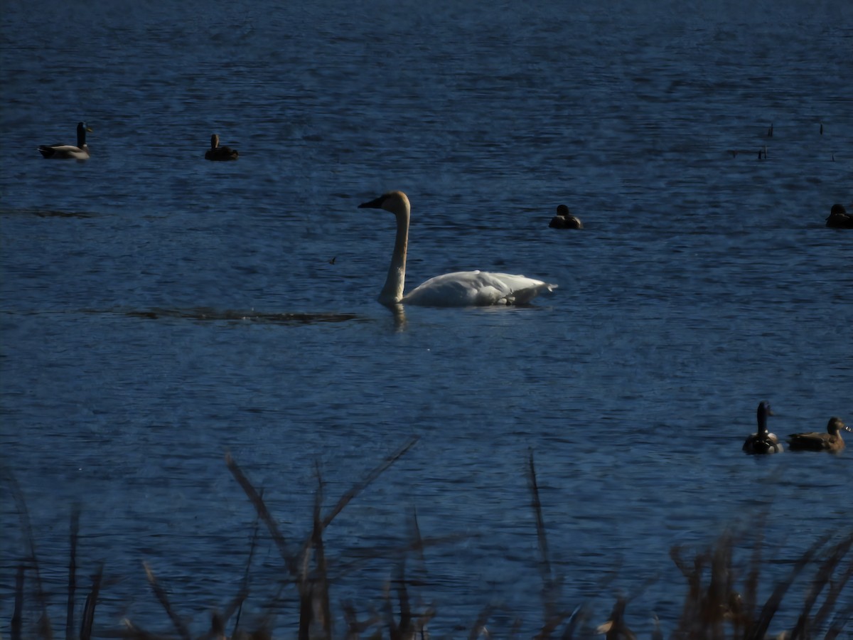 Trumpeter Swan - ML644176124