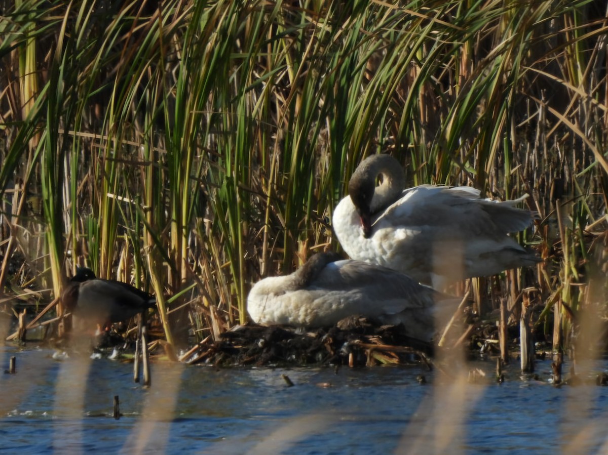 Trumpeter Swan - ML644176125