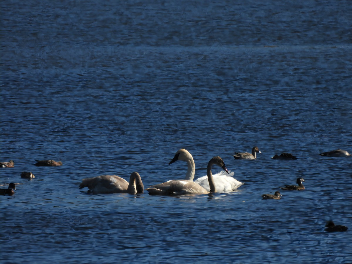 Trumpeter Swan - ML644176126