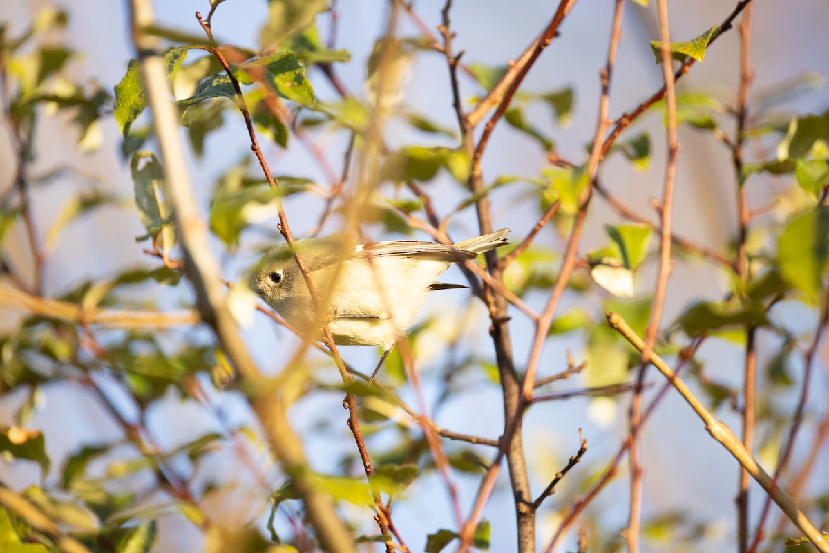 Ruby-crowned Kinglet - ML644176149