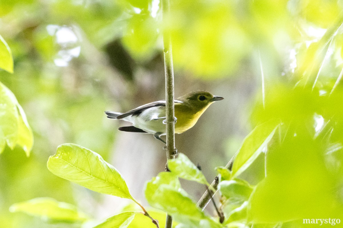 Sarı Gerdanlı Vireo - ML644176152