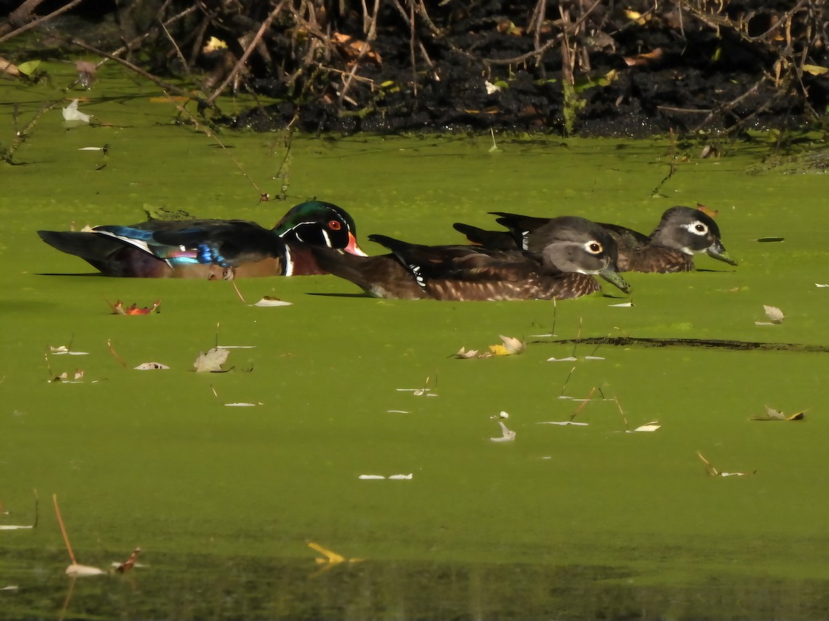 Wood Duck - ML644176159