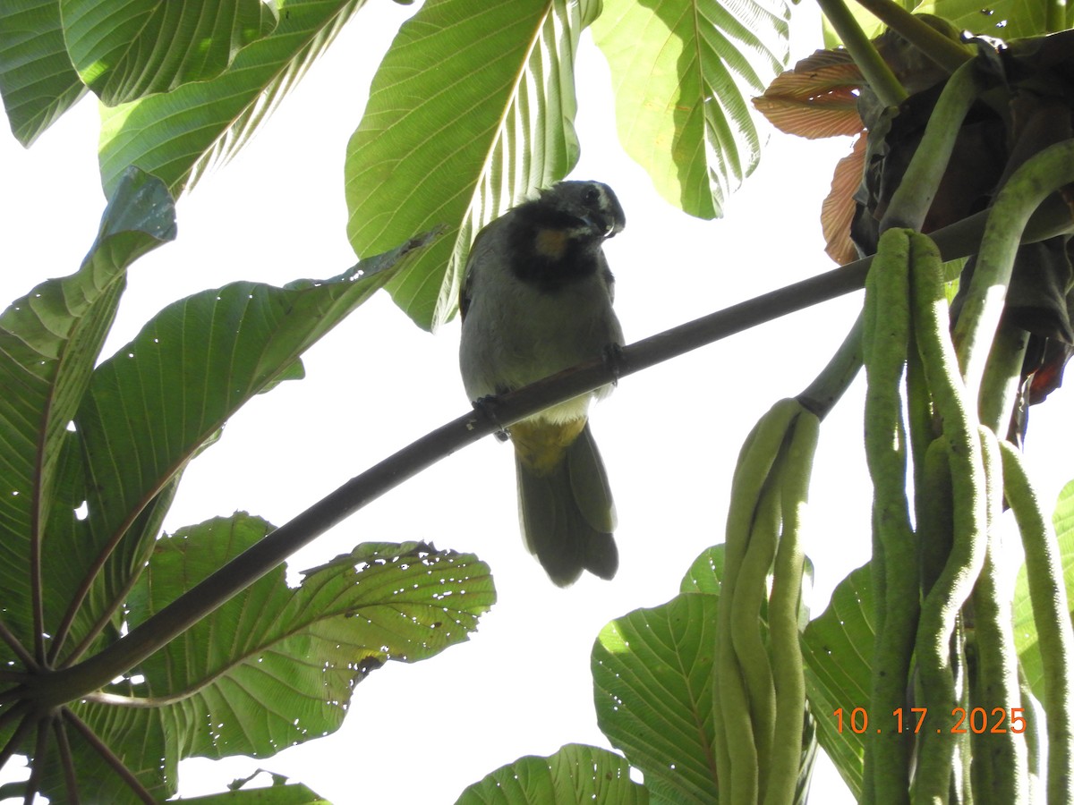Buff-throated Saltator - ML644176163