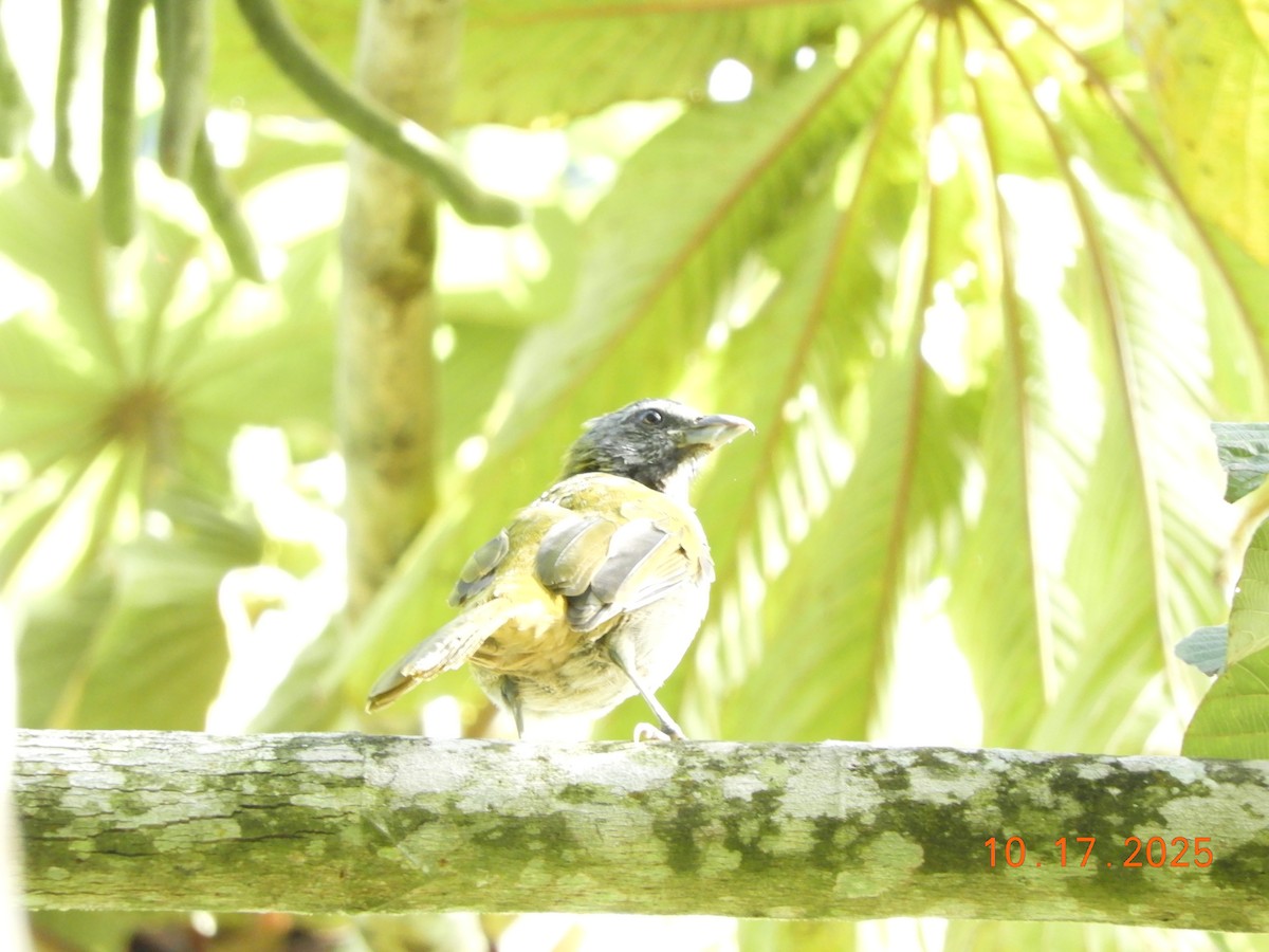 Buff-throated Saltator - ML644176164